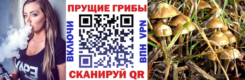 Галлюциногенные грибы Psilocybine cubensis где можно купить ОМГ ОМГ сайт Питкяранта